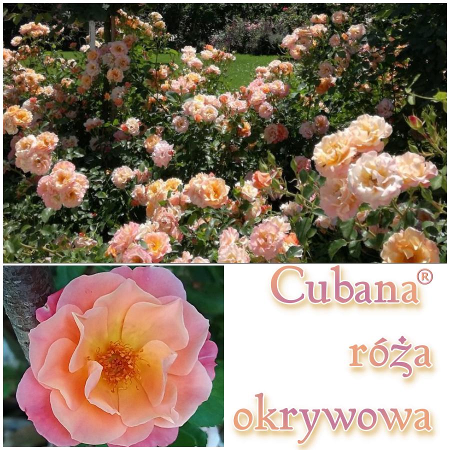 Cubana róże okrywowe